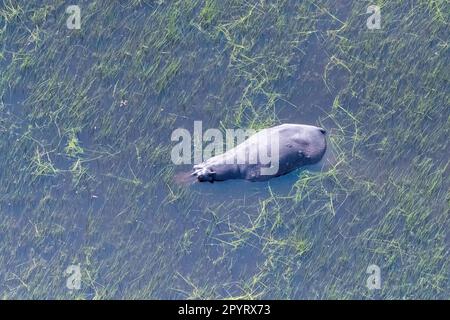 Photo aérienne d'un hippopotame partiellement immergé dans les zones humides du delta de l'Okavango au Botswana. Banque D'Images