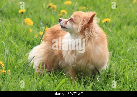 chihuahua de 12 semaines dans l'herbe Banque D'Images