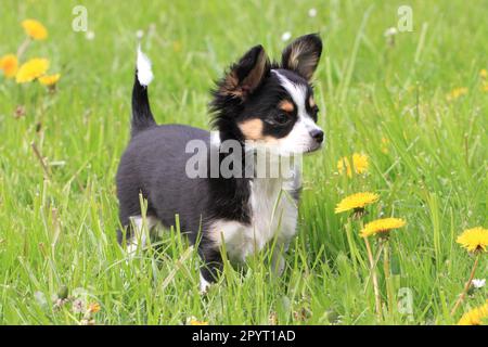 chihuahua de 12 semaines dans l'herbe Banque D'Images