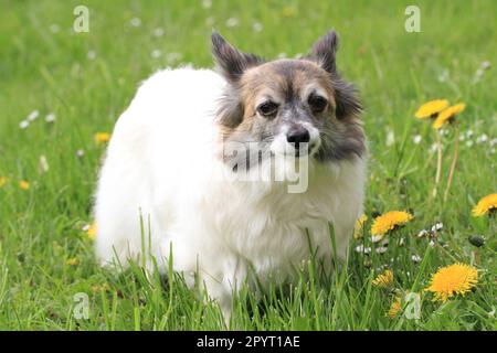 chihuahua de 12 semaines dans l'herbe Banque D'Images