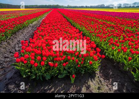 de belles rangées de tulipes fleuris de différentes couleurs aux pays-bas Banque D'Images