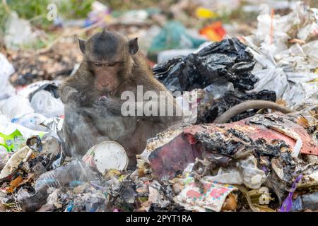 Un macaque mange de la nourriture trouvée sur une pile couvante de déchets Banque D'Images