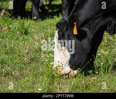 Gros plan d'une vache baldy noire paître avec la langue saisir l'herbe et l'espace négatif. Banque D'Images