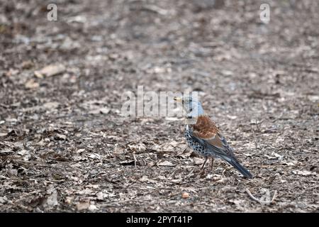 Le champ (Turdus pilaris) au sol, oiseau dans la famille des Turodés. Banque D'Images