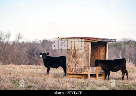 Deux veaux Angus à côté d'un mangeoire minérale en bois dans un pâturage de janvier dans le centre de l'Alabama avec un espace négatif au-dessus. Banque D'Images