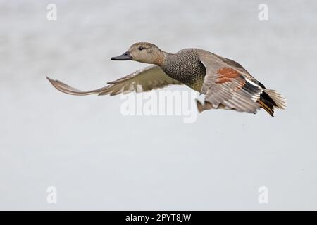 Gadwall (Anas strepera) CLEY Norfolk UK GB avril 2023 Banque D'Images