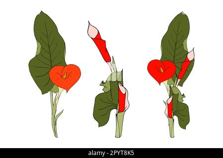 Collection Calla fleurs rouges, couleurs croquis de fleurs et de feuilles de calla. Illustration vectorielle Illustration de Vecteur