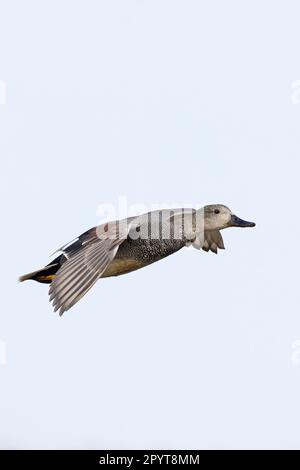 Gadwall (Anas strepera) CLEY Norfolk UK GB avril 2023 Banque D'Images