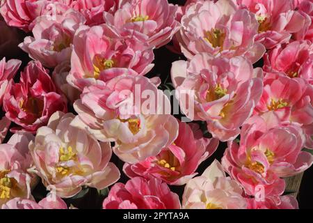 gros plan de fleurs de tulipe de pivoine rose double foxtrot ouvertes Banque D'Images
