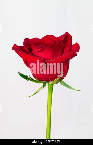 gros plan vertical d'une rose rouge sur fond blanc Banque D'Images