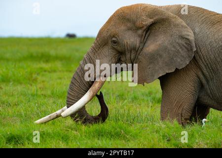 Éléphants d'Afrique Maasai Mara Kenya Afrique de l'est Banque D'Images