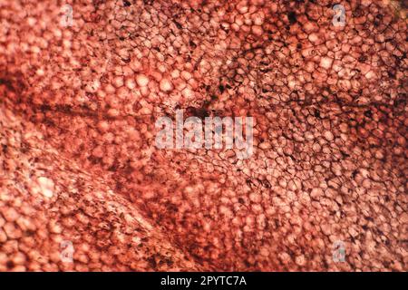 Épithélium squameux humain simple sous le microscope, photomicrographe léger Banque D'Images