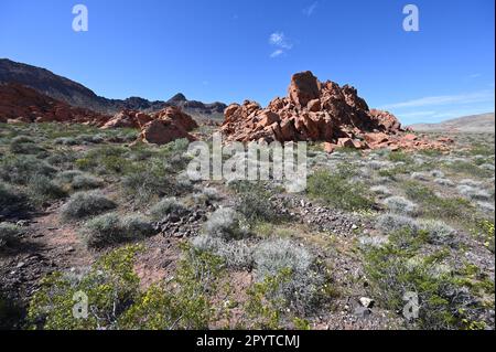 Redstone Dune Trail au Nevada. Banque D'Images