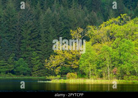 Arbres ensoleillées au Loch Chon, Stirling, Écosse, Royaume-Uni Banque D'Images