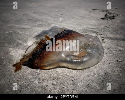 Un gros plan d'un méduse lavé sur une plage. Caroline du Sud. Banque D'Images
