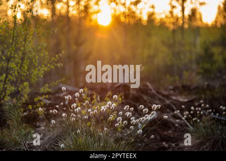 La toussette (Eriophorum vaginatum) sur la tourbière au printemps pendant le coucher du soleil Banque D'Images