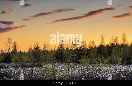 Le paysage s'est emparé de l'herbe de coton de Tussock (Eriophorum vaginatum), et des bouleaux sur la tourbière au printemps pendant le coucher du soleil Banque D'Images