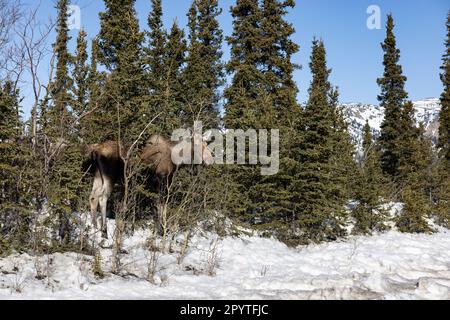 Gros orignal dans la nature sauvage de l'Alaska Banque D'Images