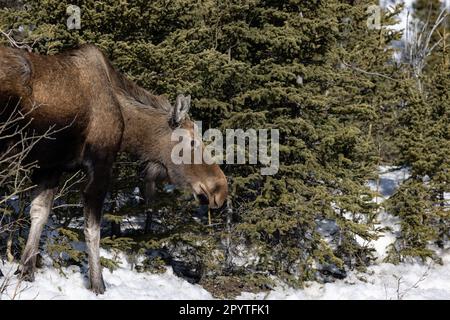 Gros plan de l'orignal sauvage au Denali, Alaska Banque D'Images