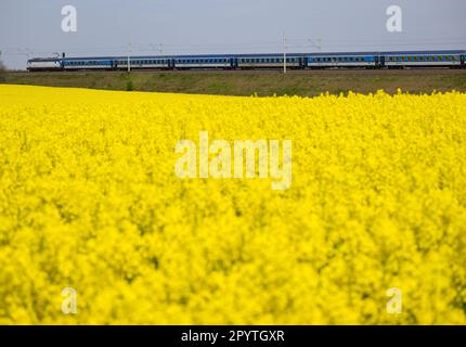 05 Mai 2023, Saxe, Großenhain: Un train EuroCity de la République Tchèque voyage le long d'un champ de colza en pleine floraison près de Großenhain dans le comté de Meißen. Photo: Robert Michael/dpa Banque D'Images