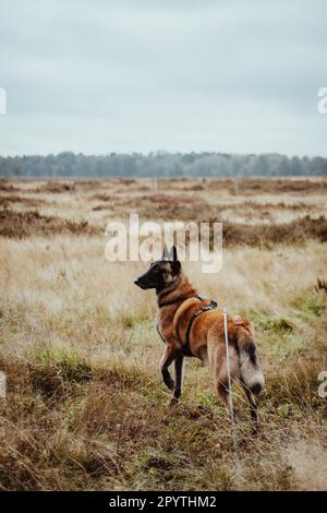 Un adorable chien qui regarde au loin, debout dans un champ vert luxuriant. Banque D'Images