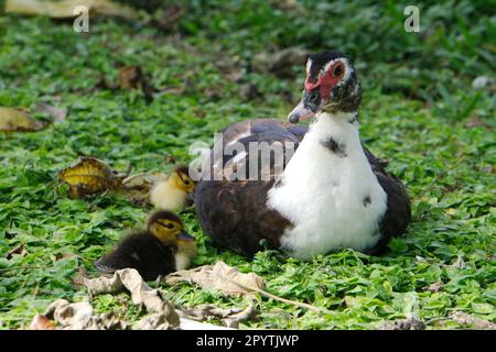 Gros plan d'un canard de muscovy avec ses canetons sur un champ Banque D'Images