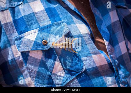 Scorpion sur la poitrine d'un homme marchant sur la chemise, Scorpion marocain Buthus mardochei Banque D'Images