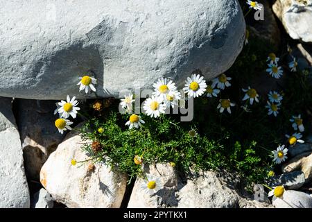 Mauvaise herbe de mer (Tripleurospermum maritimum) Banque D'Images