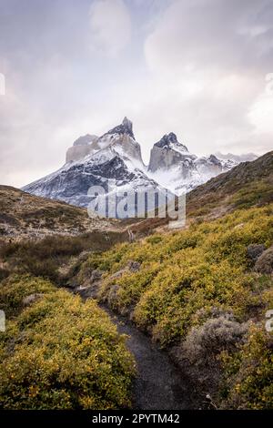 Paysage pittoresque d'un champ ouvert avec des plantes jaunes et de majestueux sommets enneigés en arrière-plan Banque D'Images