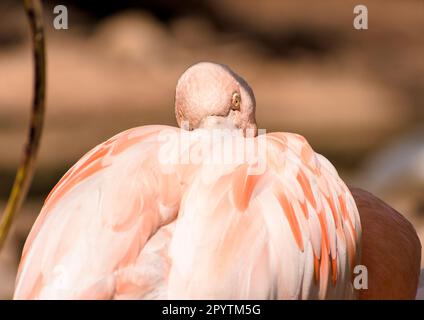 Rose Flamingo en gros plan, Flamingo dans la nature nettoyant ses plumes Banque D'Images