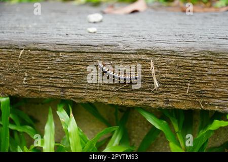 Un gros plan d'une chenille sur une planche de bois Banque D'Images