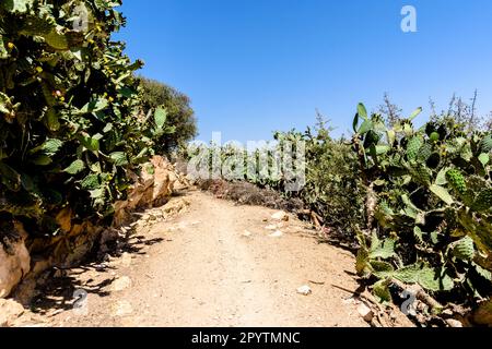 Sentier au Maroc entouré de plantes Cactus dans la zone rurale du désert Banque D'Images