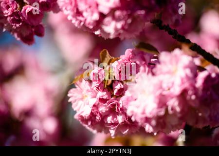 , , , 20 avril 2020: Les fleurs colorées des arbres de l'avenue TV-Asahi en cerisier peuvent être vues au soleil du matin. La création de l'avenue Cherry Blossom a été initiée par TV-Asahi, l'une des principales chaînes de télévision japonaises, à l'occasion de la réunification de l'Allemagne. Les cerisiers ont été plantés entre 1990 et 2010. Près de 10 000 cerisiers japonais se trouvent maintenant sur l'ancienne bande de mur et d'autres endroits choisis qui ont été particulièrement touchés par la division de l'Allemagne. Dans la région de Teltow il y a environ 1 100 cerisiers. Banque D'Images