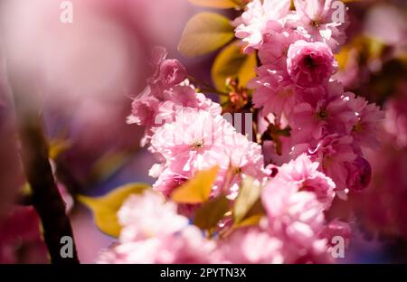 , , , 20 avril 2020: Les fleurs colorées des arbres de l'avenue TV-Asahi en cerisier peuvent être vues au soleil du matin. La création de l'avenue Cherry Blossom a été initiée par TV-Asahi, l'une des principales chaînes de télévision japonaises, à l'occasion de la réunification de l'Allemagne. Les cerisiers ont été plantés entre 1990 et 2010. Près de 10 000 cerisiers japonais se trouvent maintenant sur l'ancienne bande de mur et d'autres endroits choisis qui ont été particulièrement touchés par la division de l'Allemagne. Dans la région de Teltow il y a environ 1 100 cerisiers. Banque D'Images