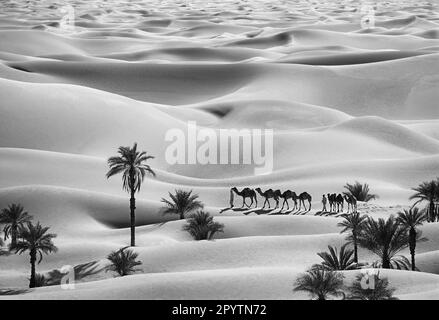 Algérie, Taganet, près de Timimoun. Sandsea de l'Ouest (Grand Erg Occidental). Vallée de Gourara. Désert du Sahara. Bédouins et chameaux. Noir et blanc. Banque D'Images