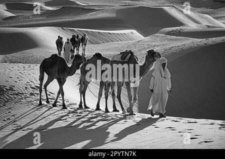 Algérie, Taganet, près de Timimoun. Sandsea de l'Ouest (Grand Erg Occidental). Vallée de Gourara. Désert du Sahara. Bédouins et chameaux. Noir et blanc. Banque D'Images