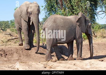 Deux éléphants marchant dans le parc national de Chobe, Botswana, avec vue sur le front et les côtés. Cas photographié. Banque D'Images