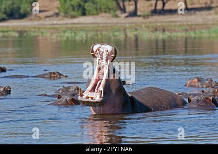 Bull hippo bâillant avec troupeau. Photographié à courte distance sur la rivière et montrant l'hippopotame avec son troupeau et sa rive en arrière-plan » Banque D'Images