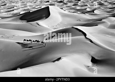 Maroc, Mhamid, Erg Chigaga dunes de sable. Désert du Sahara. Pilotes de chameaux et caravane de chameaux. Noir et blanc. Banque D'Images