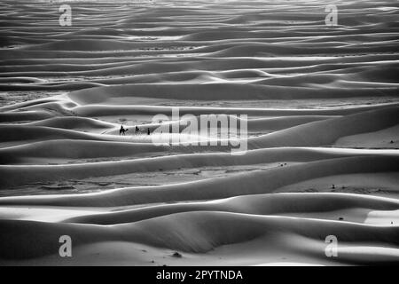 Maroc, Mhamid, Erg Chigaga dunes de sable. Désert du Sahara. Chauffeur de chameau et caravane de chameaux et touristes faisant une visite à travers les dunes de sable. Noir et blanc Banque D'Images