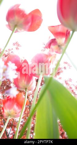 Vue de dessus des tulipes. Banque D'Images