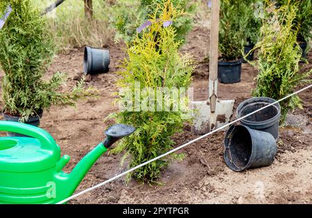 Plantation Thuja occidentalis arbre de vie haie dans le sol de jardin à la maison en plein air au printemps. Travaux en cours, arrosoir, pelle et pots de fleurs vides. Banque D'Images