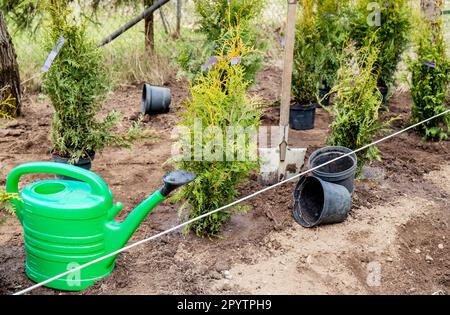 Plantation Thuja occidentalis arbre de vie haie dans le sol de jardin à la maison en plein air au printemps. Travaux en cours, arrosoir, pelle et pots de fleurs vides. Banque D'Images