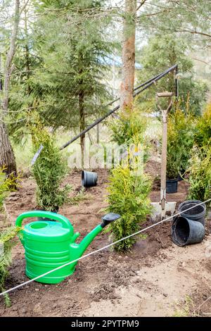 Plantation Thuja occidentalis arbre de vie haie dans le sol de jardin à la maison en plein air au printemps. Travaux en cours, arrosoir, pelle et pots de fleurs vides. Banque D'Images