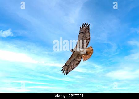 Faucon à queue rouge (Buteo jamaicensis) en vol. Scène naturelle du Wisconsin Banque D'Images