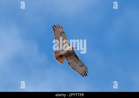 Faucon à queue rouge (Buteo jamaicensis) en vol. Scène naturelle du Wisconsin Banque D'Images