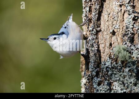 nuthatch croisé blanc perchée vers le bas sur le tronc d'un arbre Banque D'Images