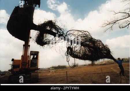 Les premiers arbres sont plantés pour le futur site Buga.Bundesgartenschau à Bornstedter Feld. Photo:MAZ/Peter Sengpiehl, 23.04.1998 [traduction automatique] Banque D'Images