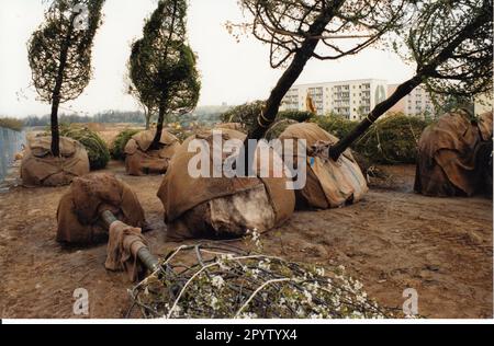 Les premiers arbres sont plantés pour le futur site Buga.Bundesgartenschau à Bornstedter Feld. Photo:MAZ/Peter Sengpiehl, 23.04.1998 [traduction automatique] Banque D'Images