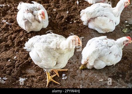 Bannière de site Web d'une panting de poulet de volaille dans une ferme intérieure. Un pantalon de poulet à griller blanc par une chaude journée d'été. Banque D'Images